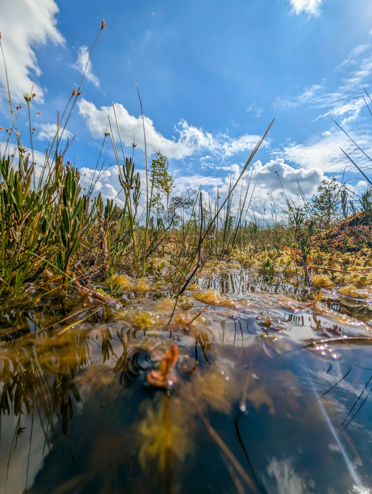 Grasses and bog water with cloud reflections up close