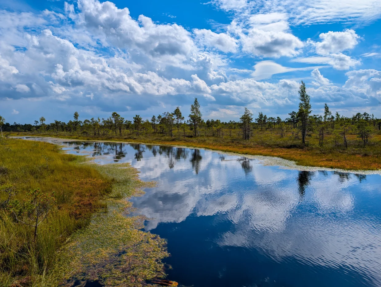 Bog landscape with reeds, water pools and scattered pines in Ķemeri