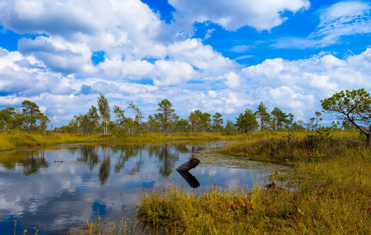 A small dark pond in the bog with reeds and pines