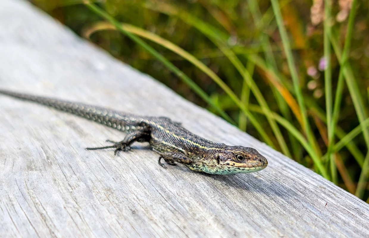 Small lizard sunning itself on wooden boards of the boardwalk