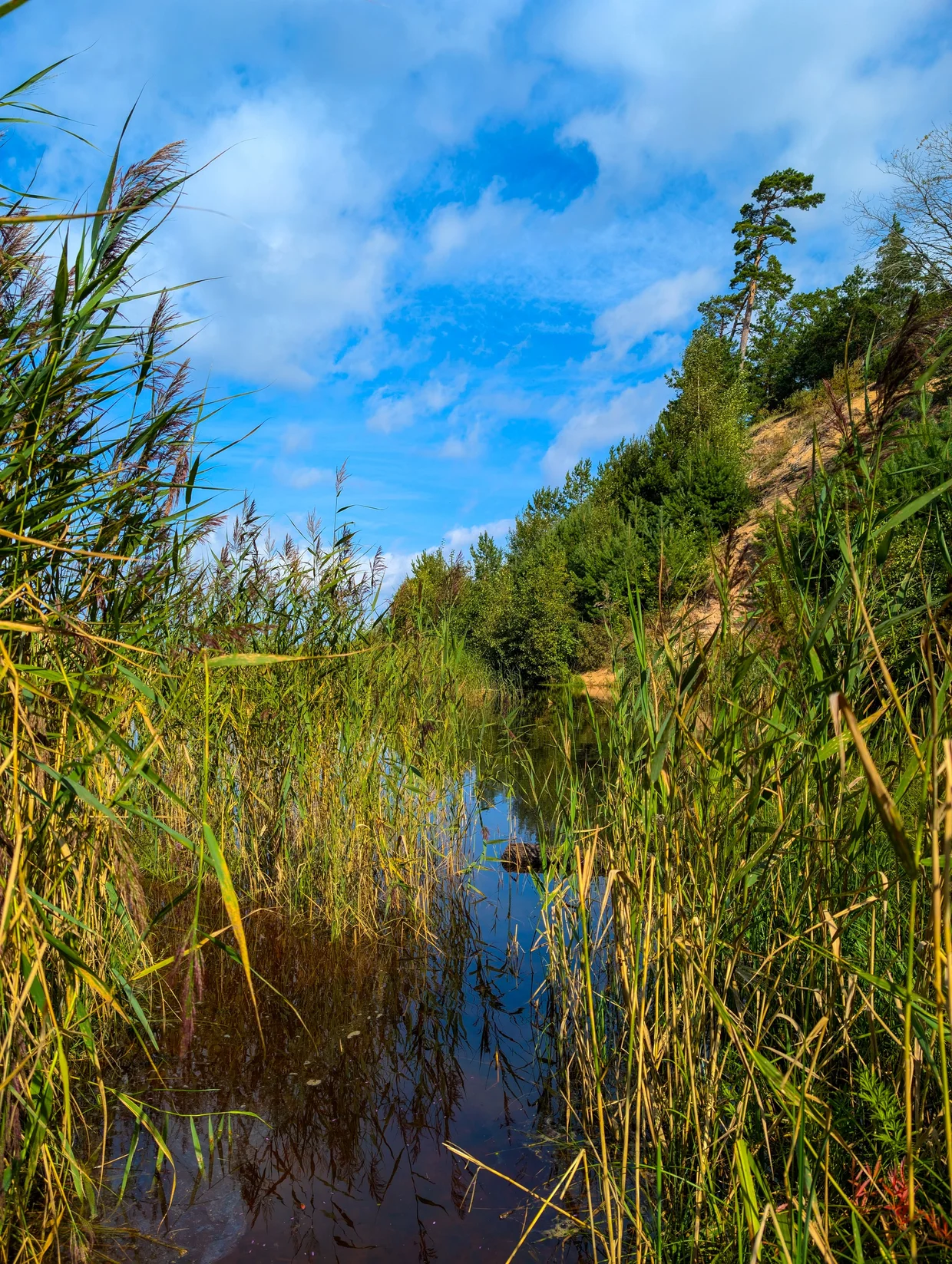 Reedy stream in a coastal landscape with forested dunes