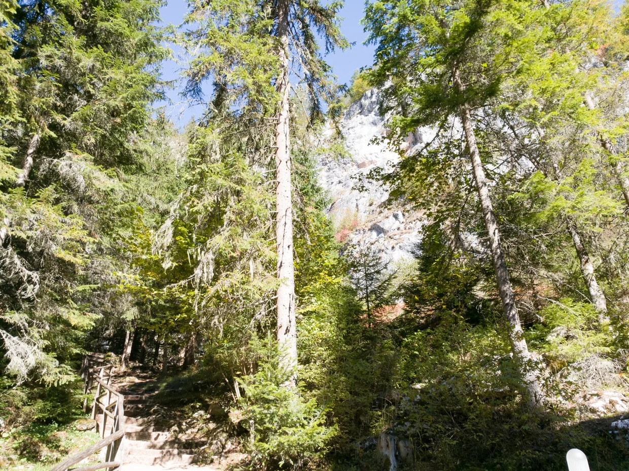 Forest trail with wooden railing leading toward a cliff face