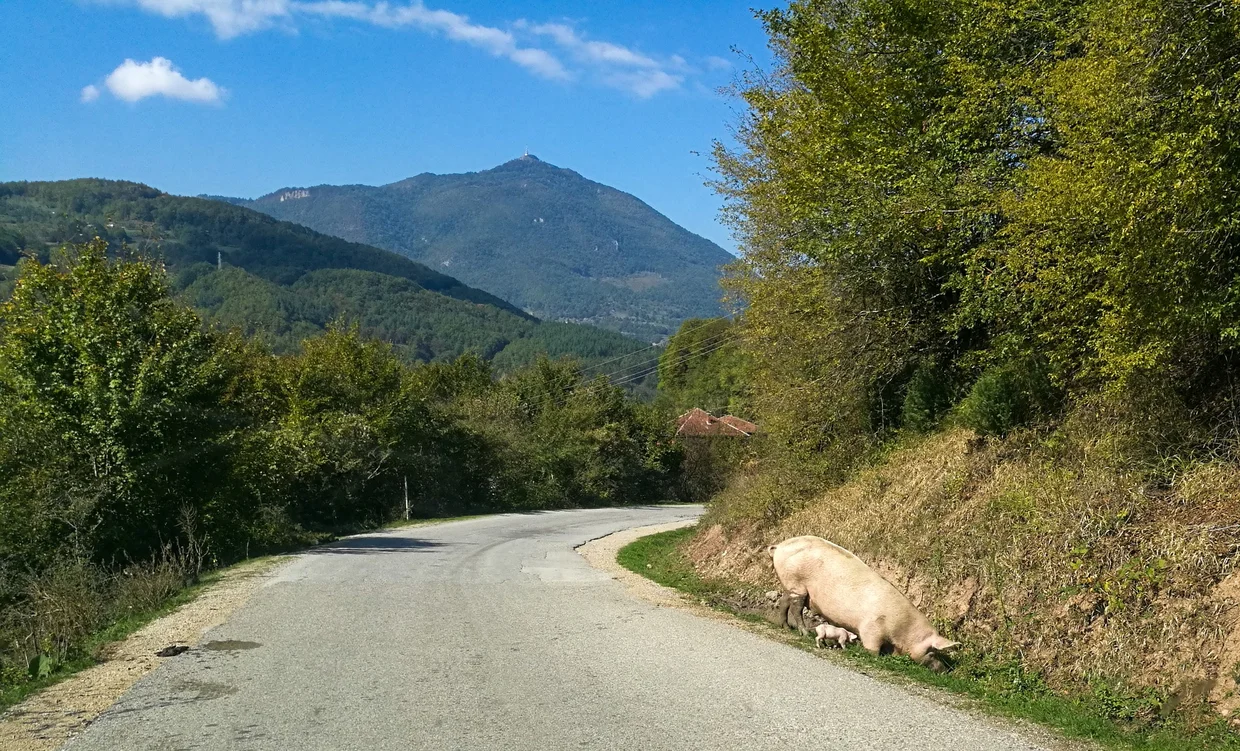 Mountain road with free-roaming pigs, Bosnian countryside