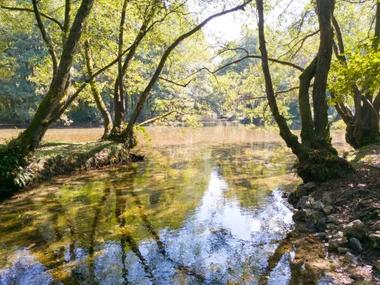 Shallow river winding through trees with golden autumn light