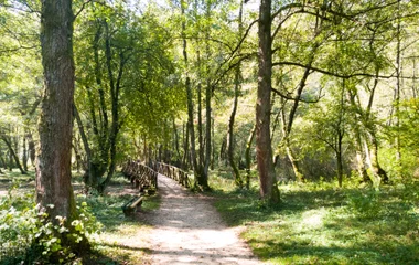 Sunlit forest path with a wooden bridge in the Sarajevo hills