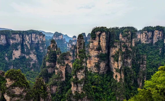 Zhangjiajie sandstone pillars rising from forested valleys in mist