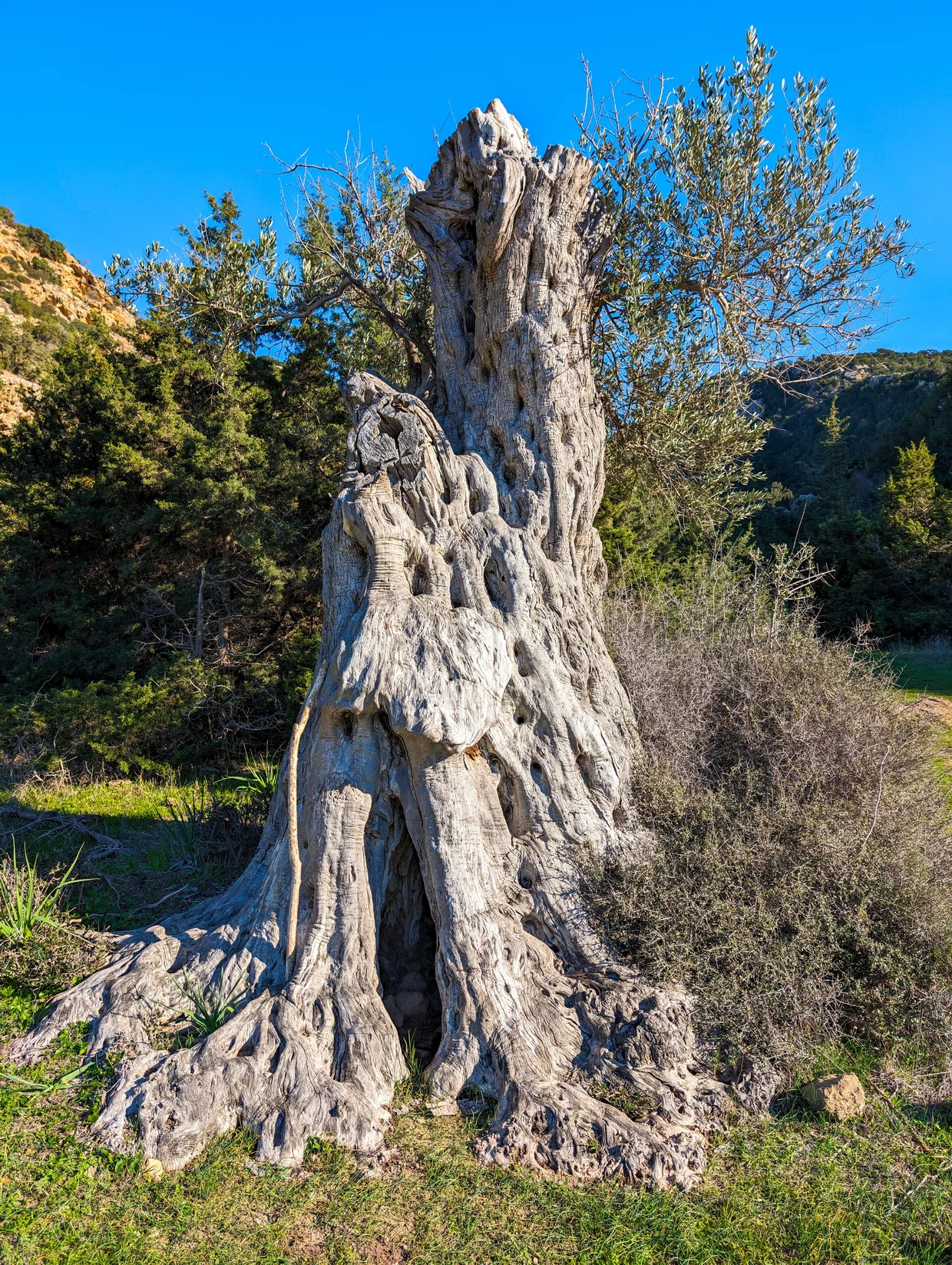 Ancient gnarled olive tree trunk, heavily weathered and twisted