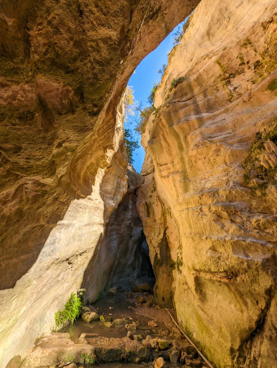 Smooth water-carved sandstone walls with ferns growing on the rock