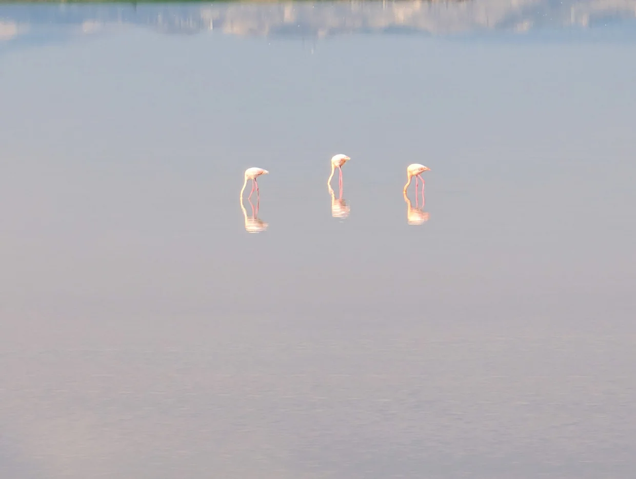 Three flamingos feeding in the shallow waters of a salt lake with pastel reflections