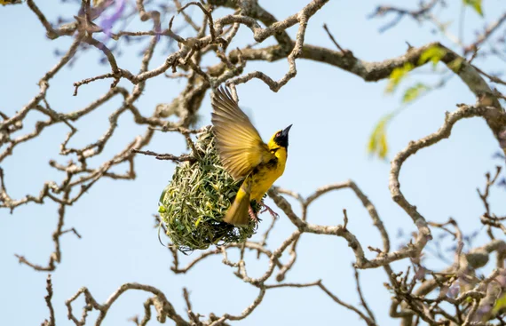 Yellow weaver bird with spread wings building a nest on a bare branch