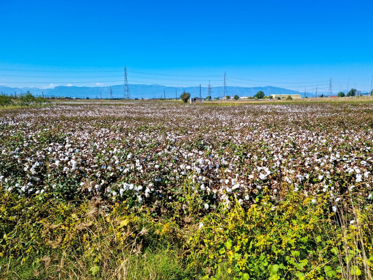 Cotton field in Thessaly with distant mountains and power lines