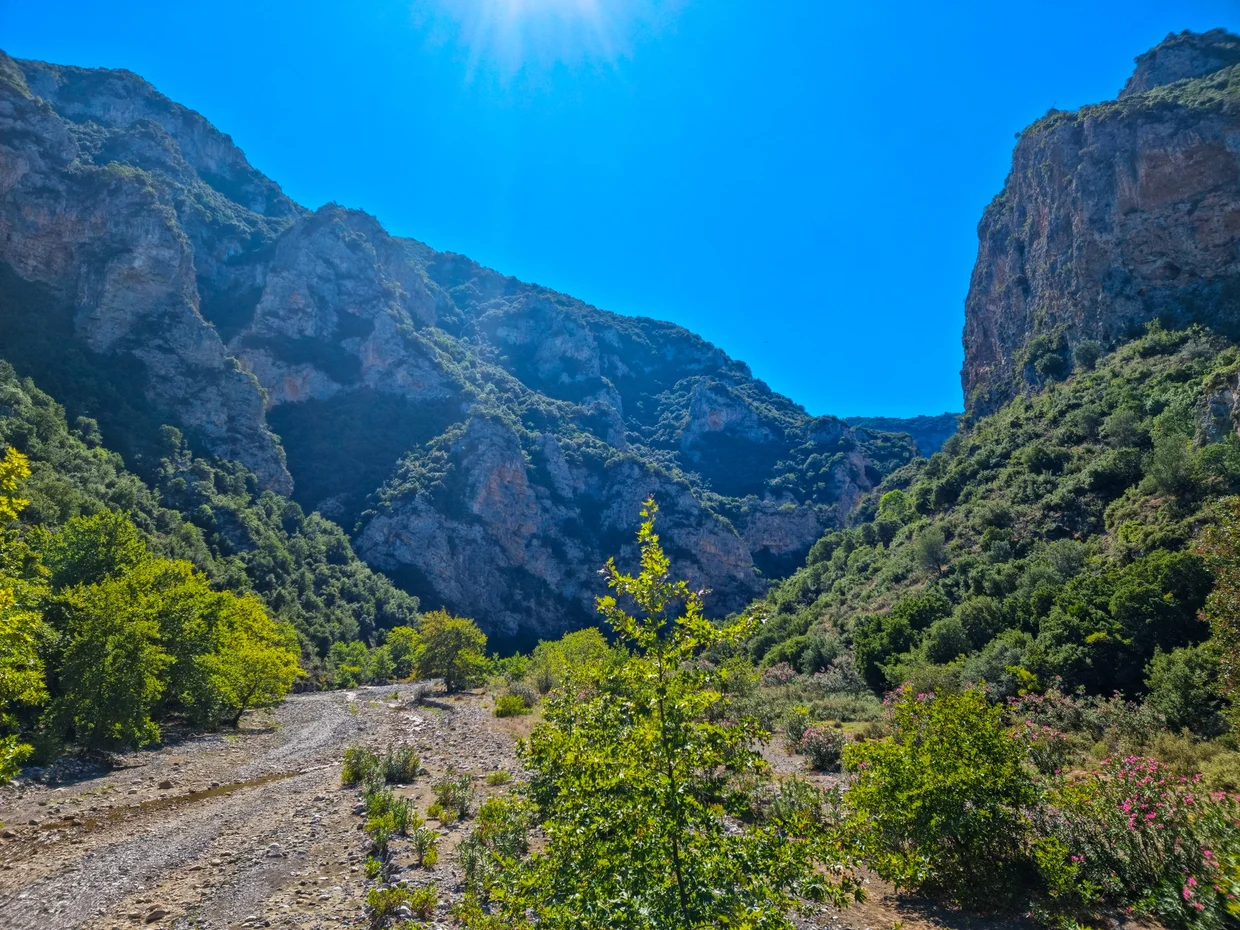 Narrow forested mountain gorge with steep rock walls