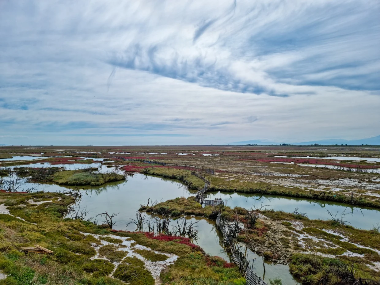 Wetland landscape with red samphire vegetation and water channels under cloudy sky