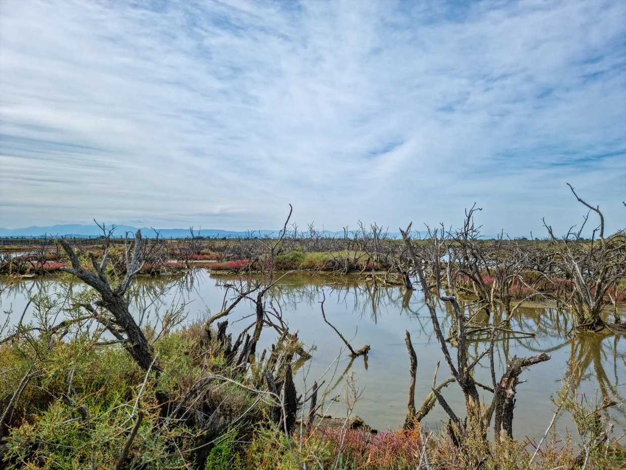 Wetland with dead tree trunks standing in shallow water under a dramatic sky