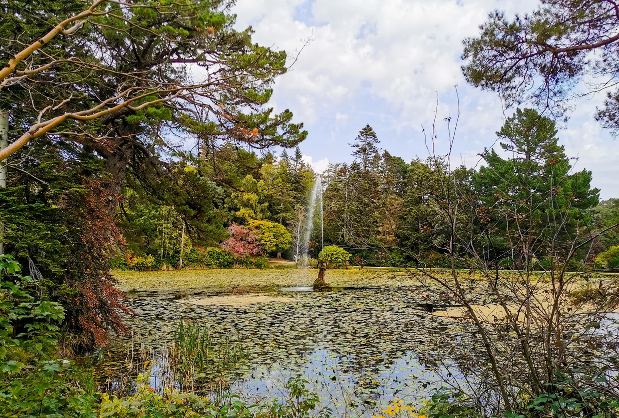 Pond with water lilies and a fountain surrounded by mature trees
