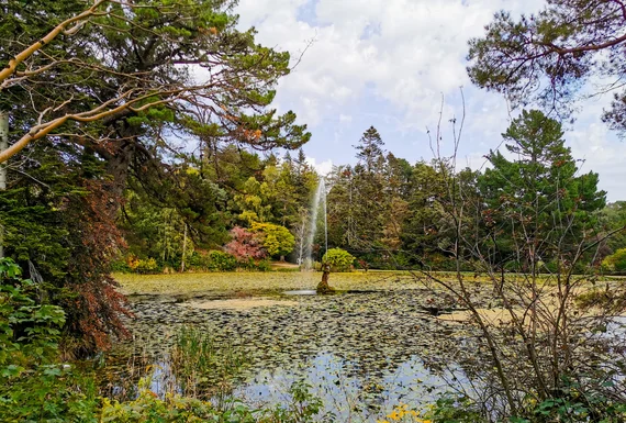 Pond with water lilies and a fountain surrounded by mature trees