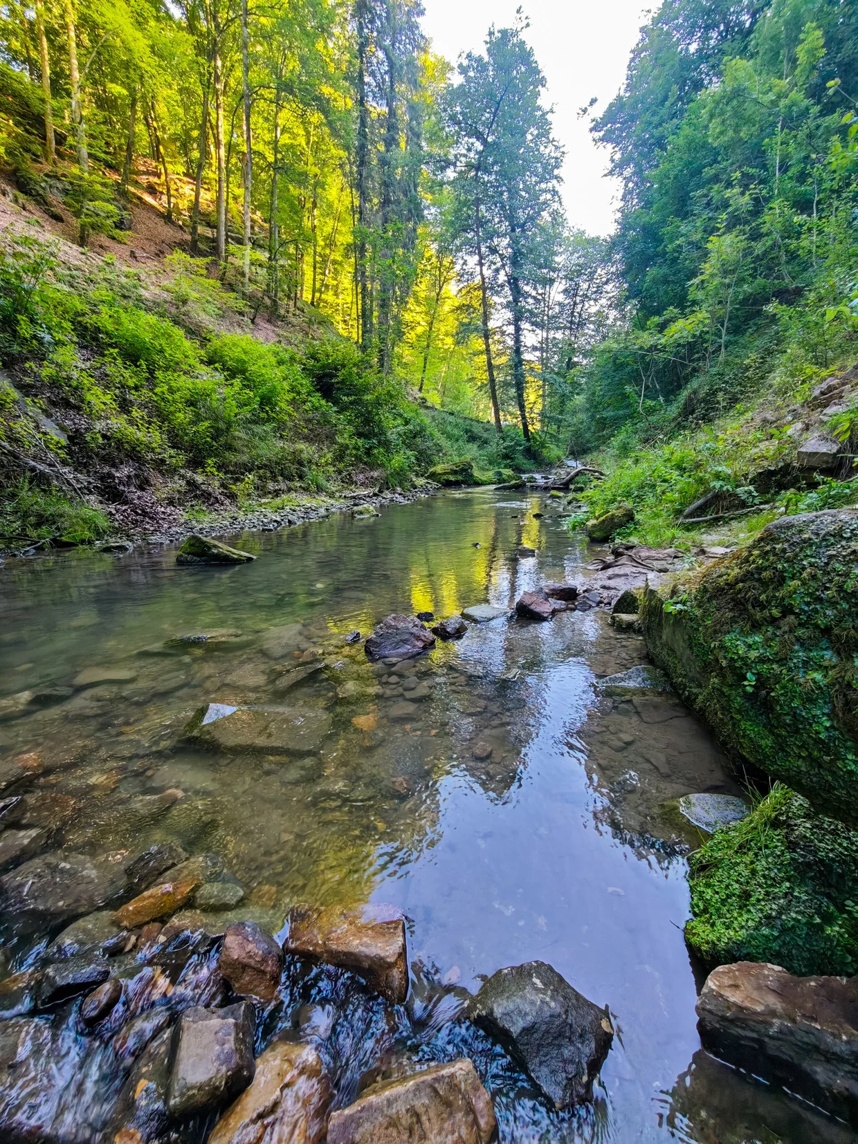 forest stream