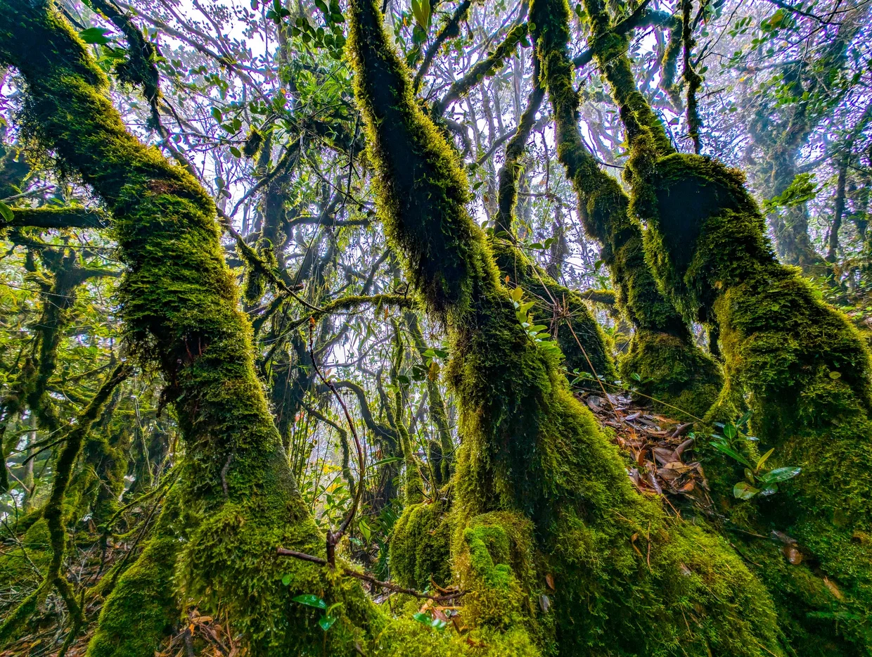 A particularly twisted, mossy trunk