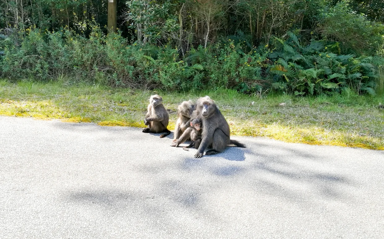Chacma baboons sitting on the road, unbothered by traffic