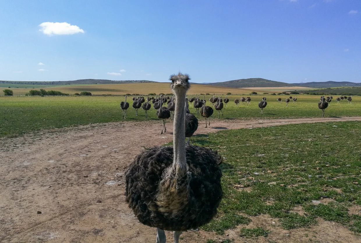 Ostrich staring into the camera with its herd behind at an Oudtshoorn farm