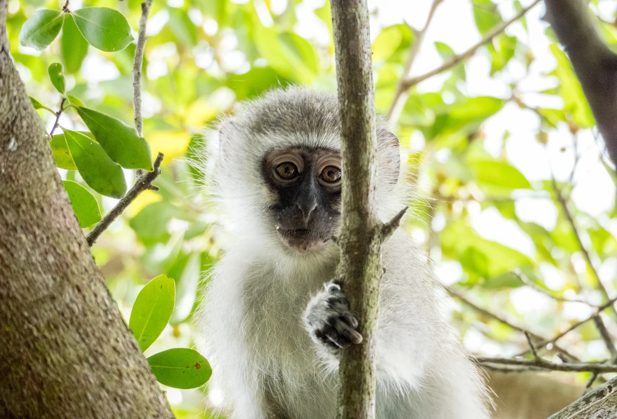 Young vervet monkey peering through tree branches