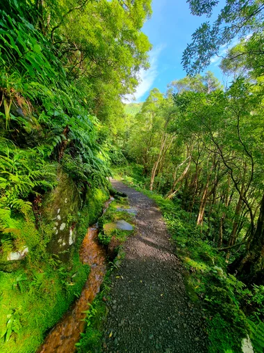 Lush trail winding through a green forest canopy on Flores