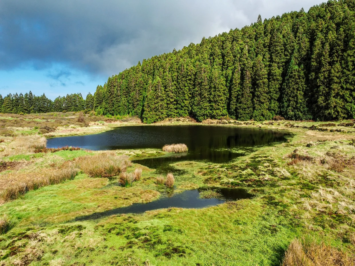 Moody pond and cryptomeria forest between weather changes
