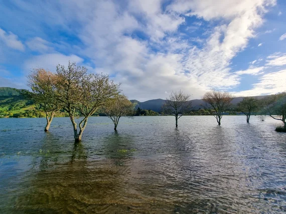 Flooded lake with submerged trees