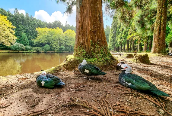 Muscovy ducks lounging under the trees
