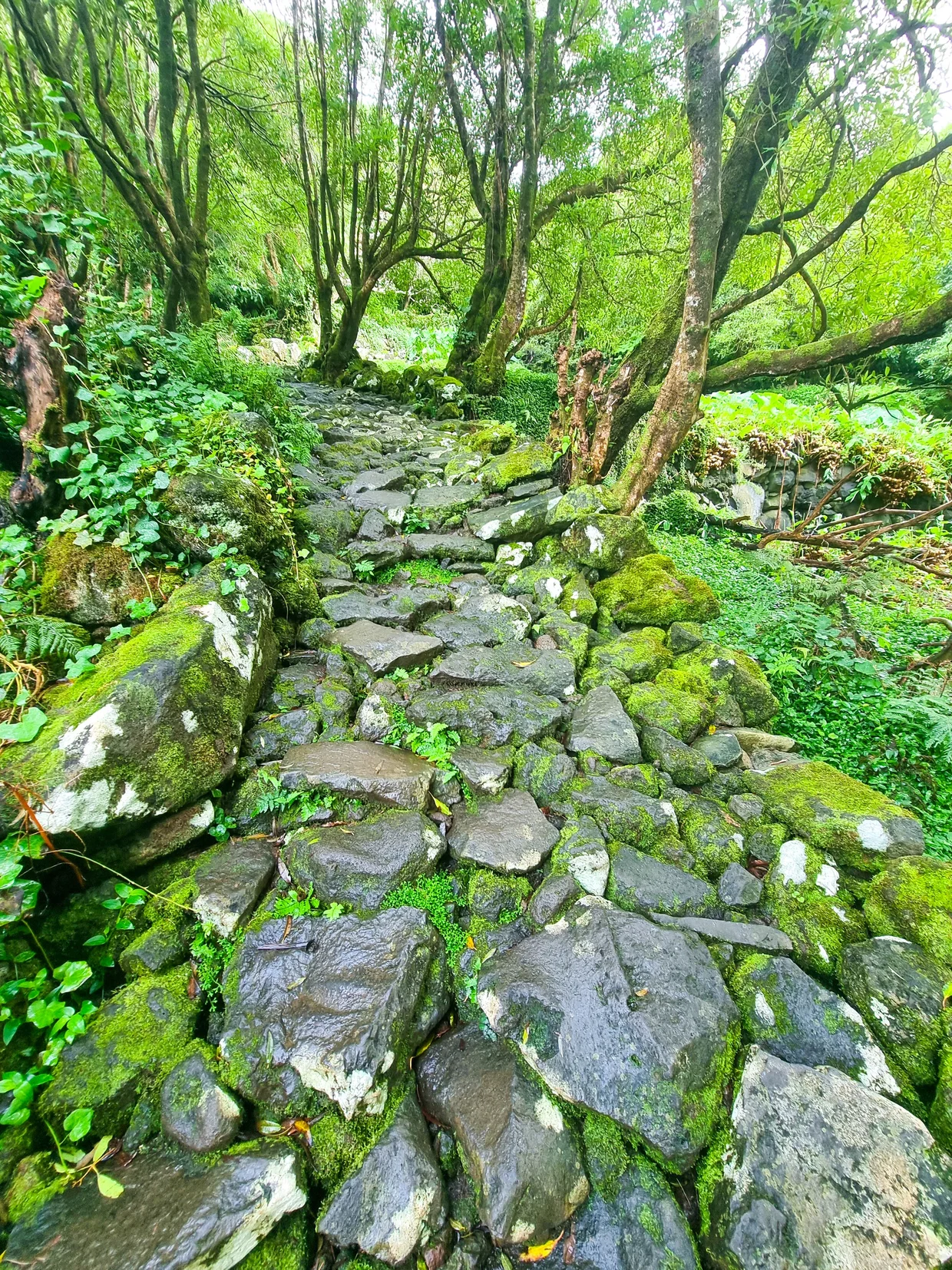 Mossy stone path through an ancient forest