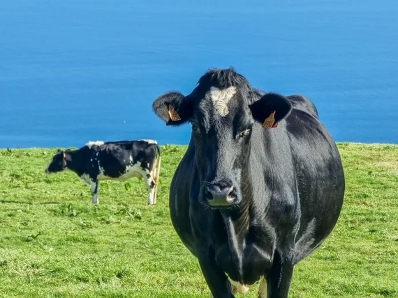 Cow grazing by the ocean