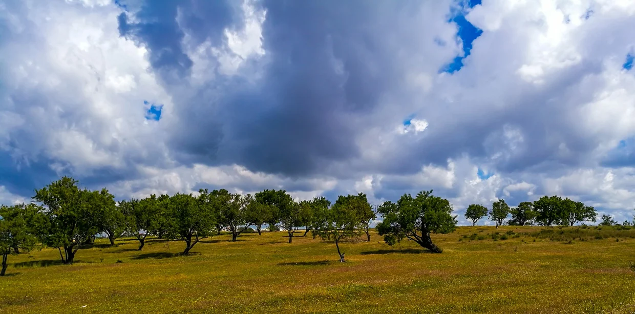 The Alentejo countryside: open plains, scattered trees, and big skies