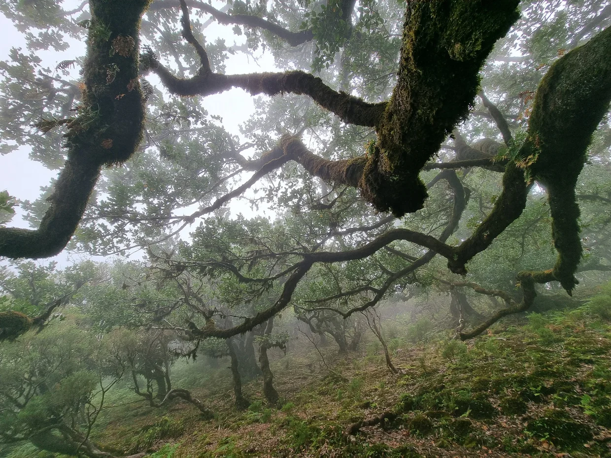 The ancient laurel forest of Fanal, Madeira, the kind of place you miss if you only visit Lisbon