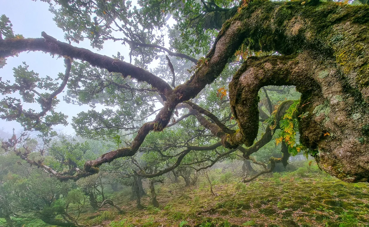 Ancient twisted laurel tree in thick fog at Fanal, massive trunk curving like a sculpture