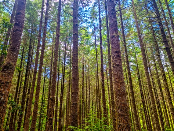 Tall straight trees in a pine forest, sunlight filtering through the canopy