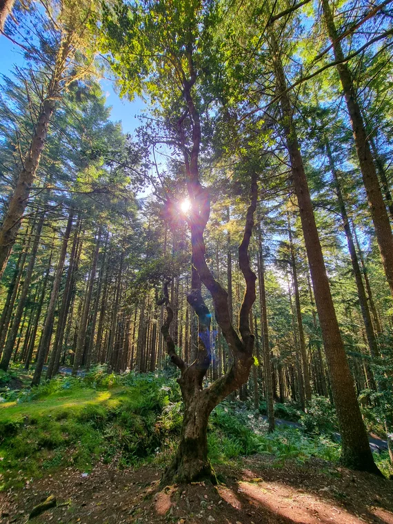 Sunlight bursting through the forest canopy, twisted tree trunk in the center