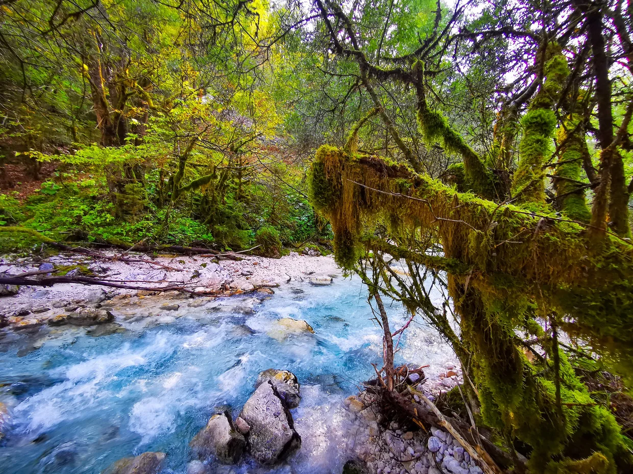 Mossy riverside scene with rushing turquoise water