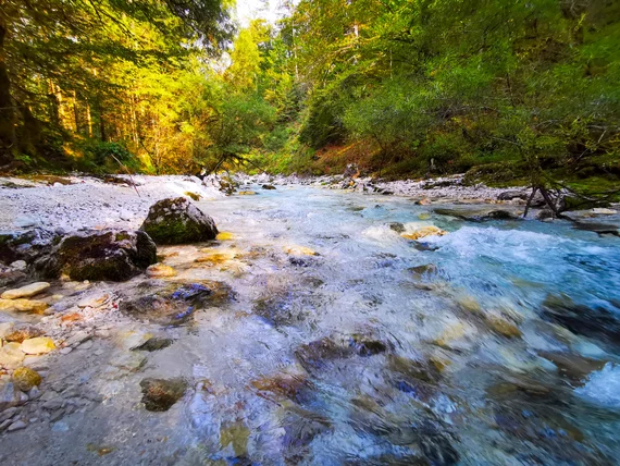 Shallow fast river over rocks in forest