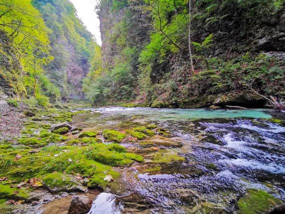 Wide gorge scene with river, moss, and cliffs
