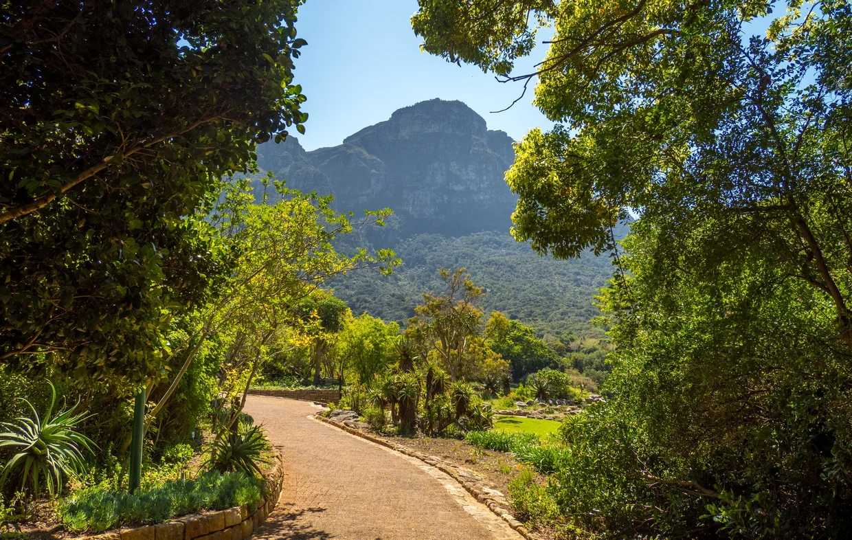 Path through Kirstenbosch Botanical Garden with Table Mountain rising behind the trees
