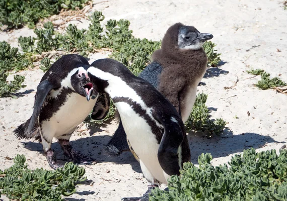 African penguins squabbling on the sand at Boulders Beach with a fluffy chick nearby