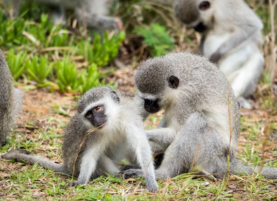 Vervet monkeys grooming each other on the grass