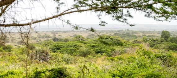 Dense subtropical vegetation in iSimangaliso