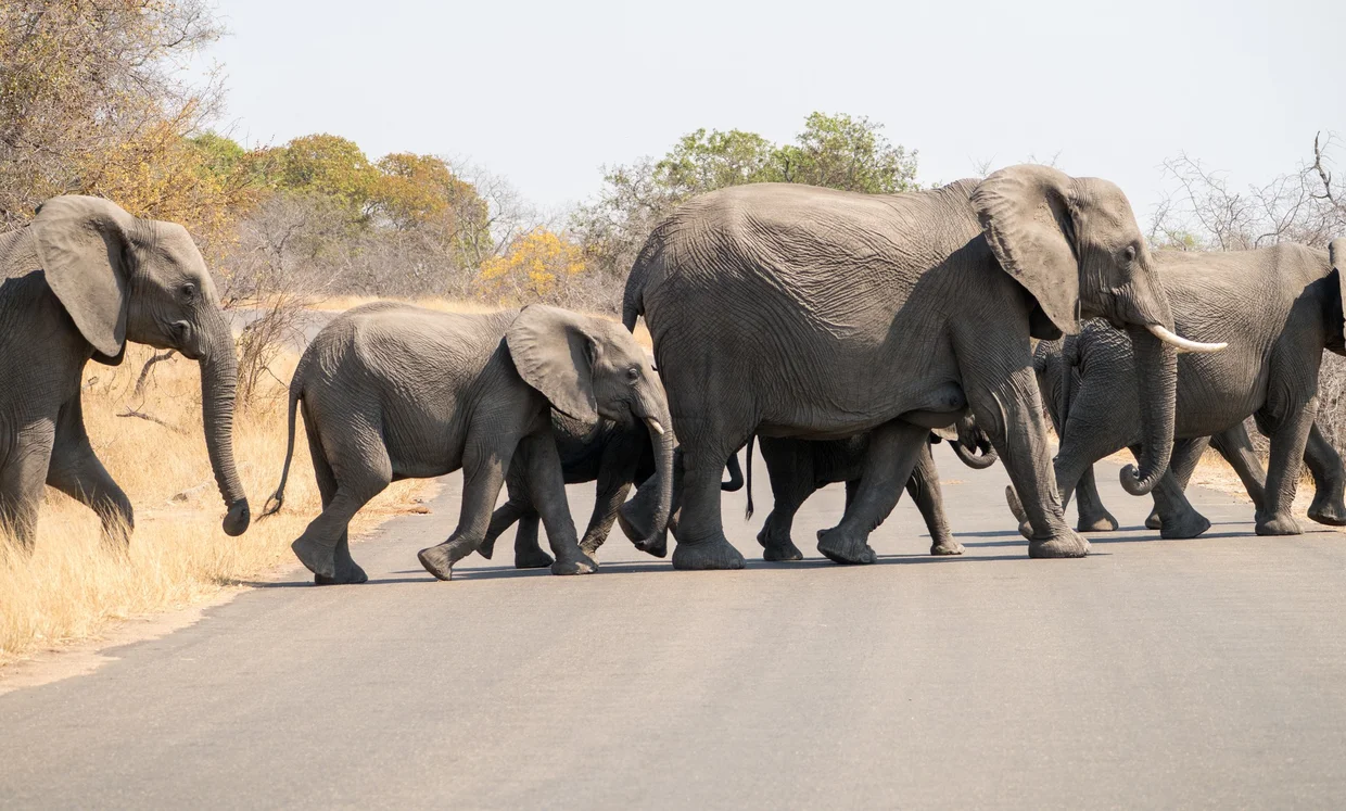 Elephant herd crossing the road in Kruger