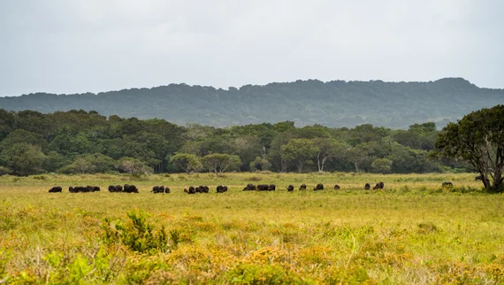 A buffalo herd grazing on the open grassland with forested hills behind