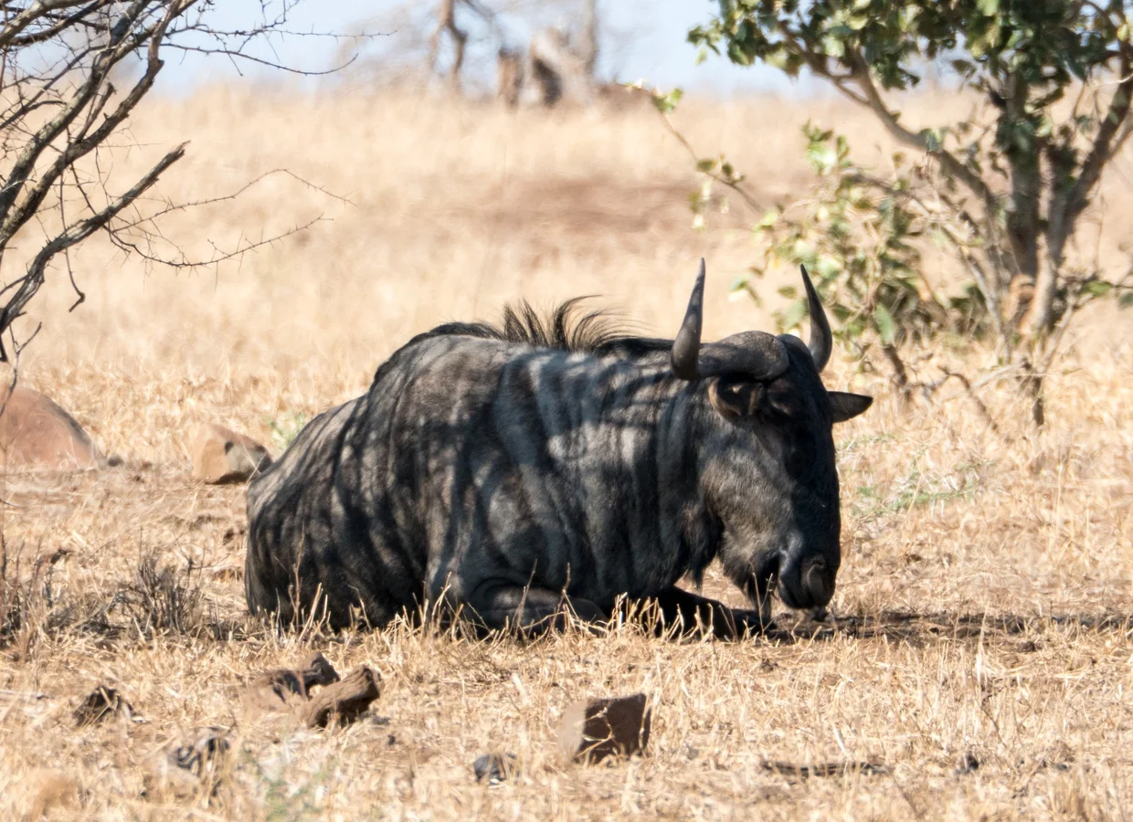 Wildebeest resting in the shade of a thorn tree