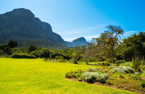 Kirstenbosch National Botanical Garden with Table Mountain rising behind