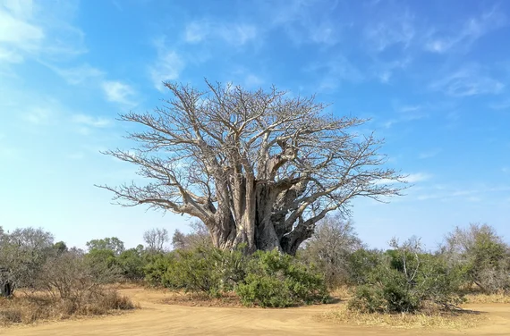 A massive baobab tree standing alone in the dry bushveld