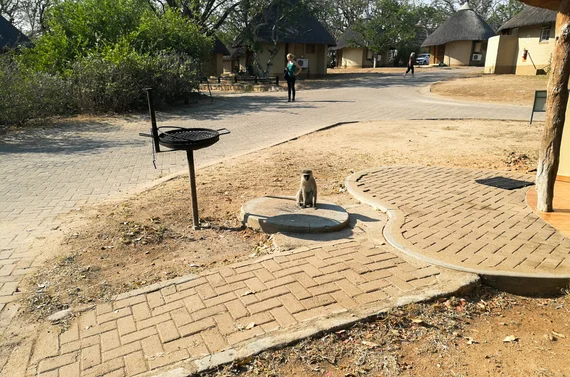 A vervet monkey sitting by a braai stand in a Kruger rest camp