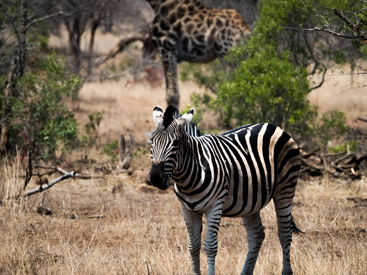 Zebra with a giraffe in the background